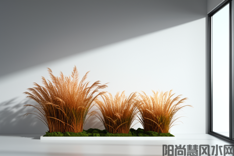 养铜钱草是否真的会带来风水的不好影响(图1)